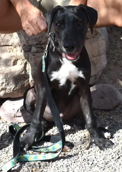 Pancho photo 4