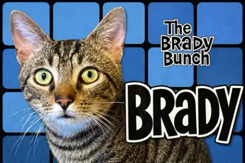 Brady