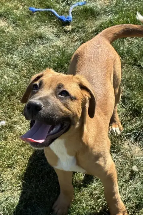 Brutus photo 2