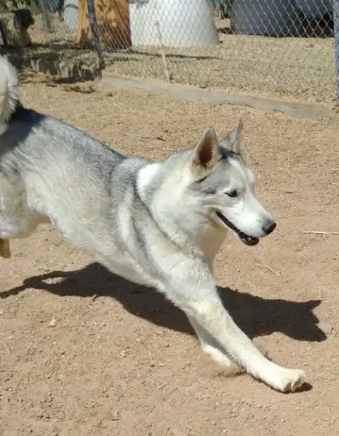 Lobo - photo 5