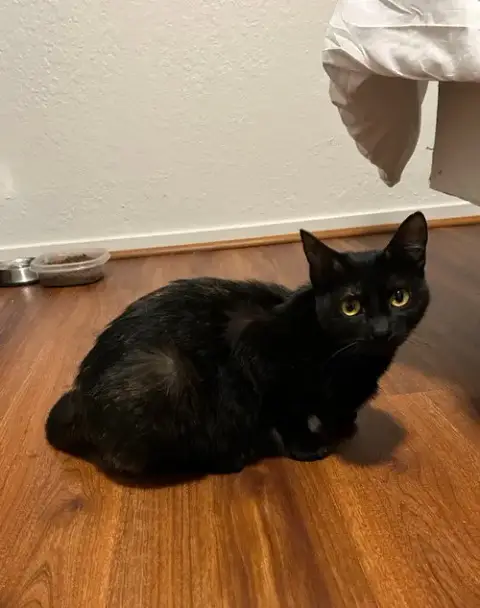 Amber.