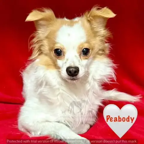 Peabody