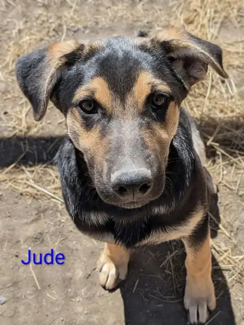 Jude