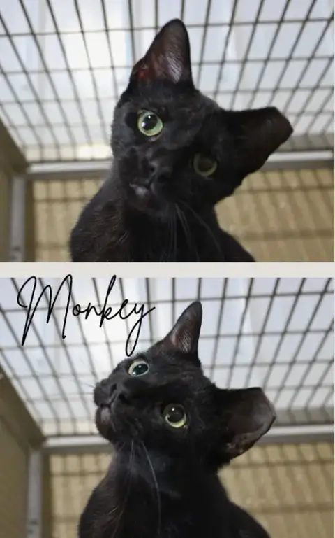 Monkey