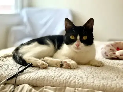 Addie Kitten photo 4