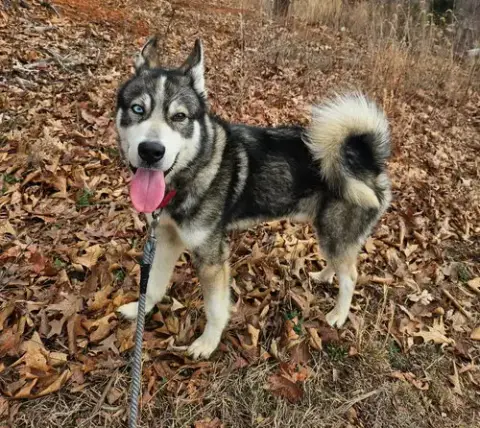 Balto: Not At Shelter photo 2