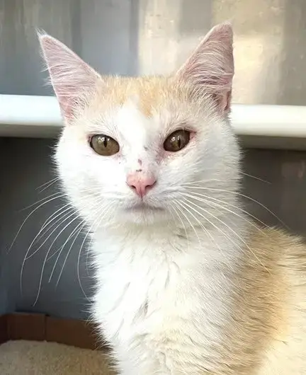 Abu