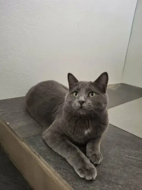 Little Gray And Little Girl photo 4