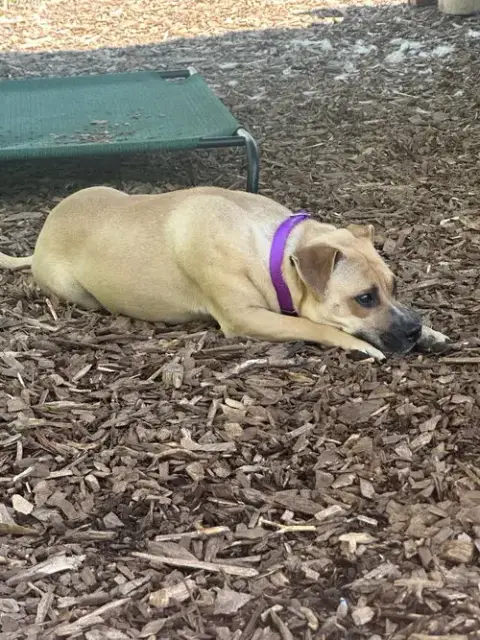 Canela photo 2