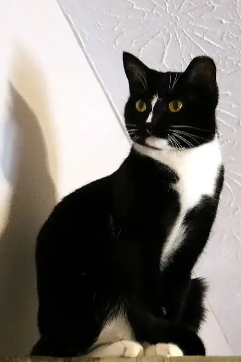 Scout