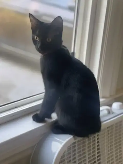 Miss Panther