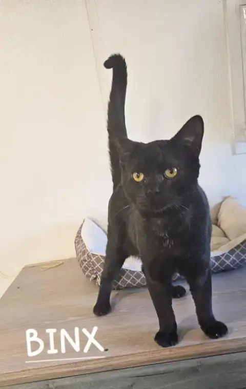Binx photo 2