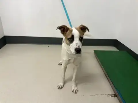 Scout