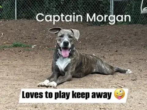 Captain Morgan