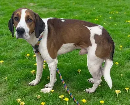 Roscoe photo 3