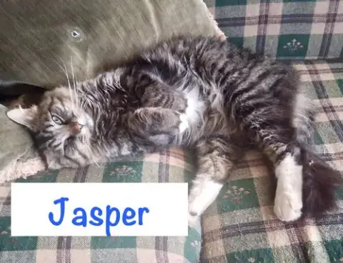 Jasper photo 2