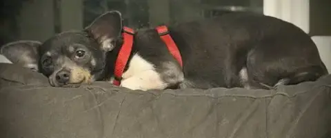Georgie photo 3