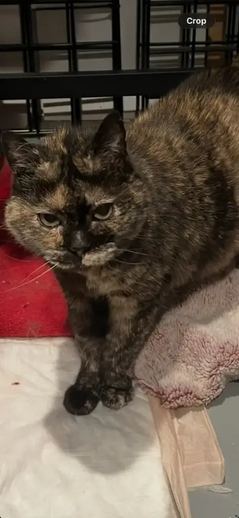 Lucy