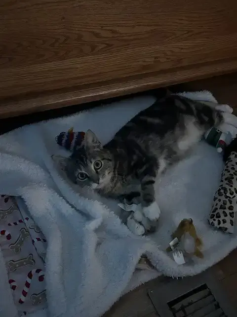 Mowgli