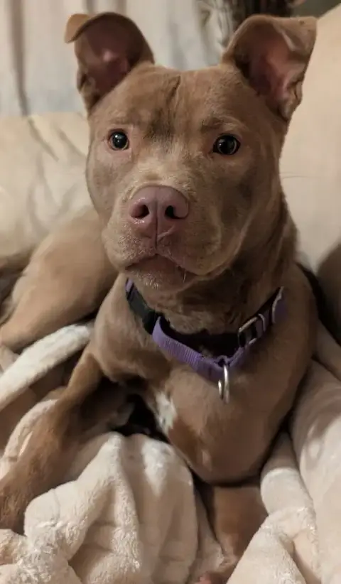Maisy Puppy- Needs Foster Home photo 3