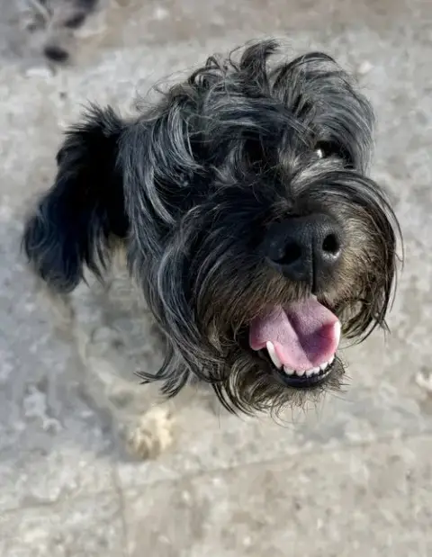 Hypoallergenic Mini Schnauzer Pup Girl Twinkles photo 2