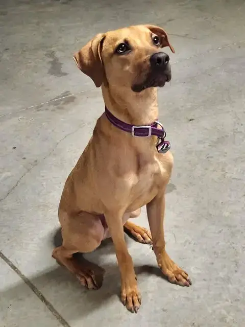 Bohdi photo 4
