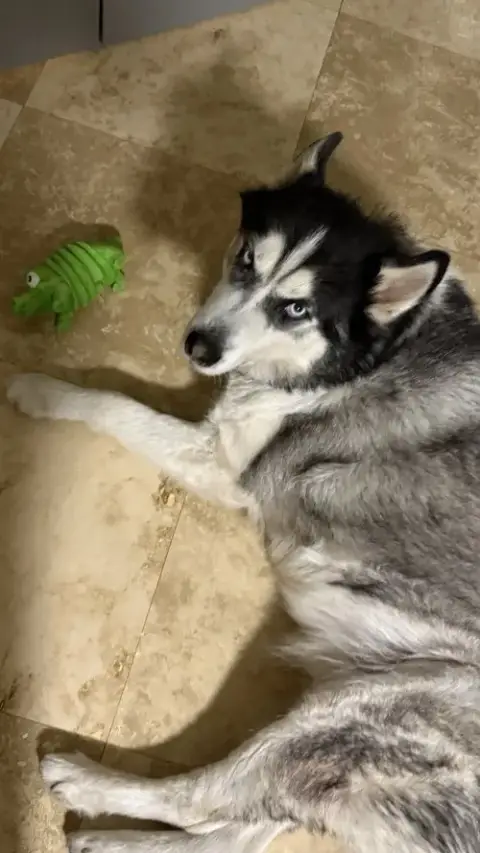 Courtesy Post: Loki photo 2