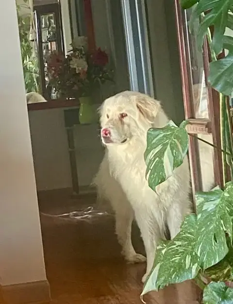 Apollo