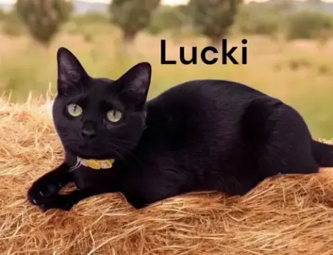 Lucki photo 2