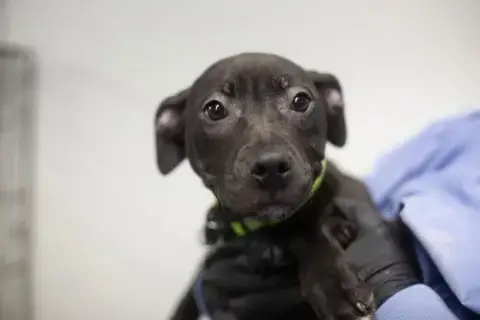 Cocoa