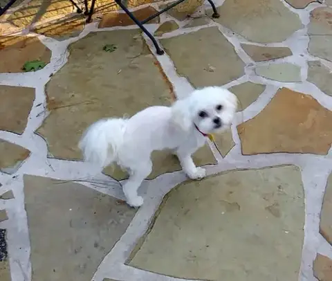 Humphrey