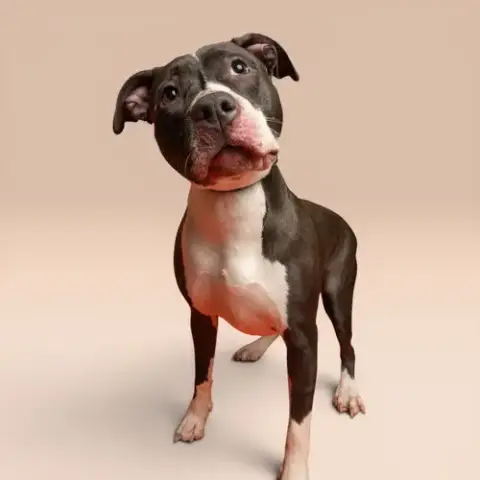 Daisy