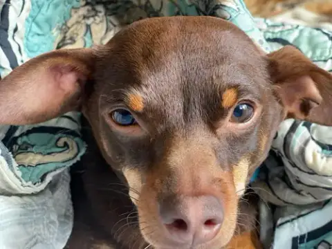 Dodger photo 2