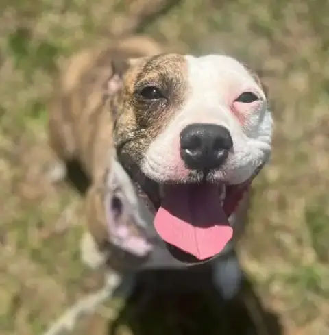 Zoey: At Shelter