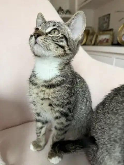 Dolce