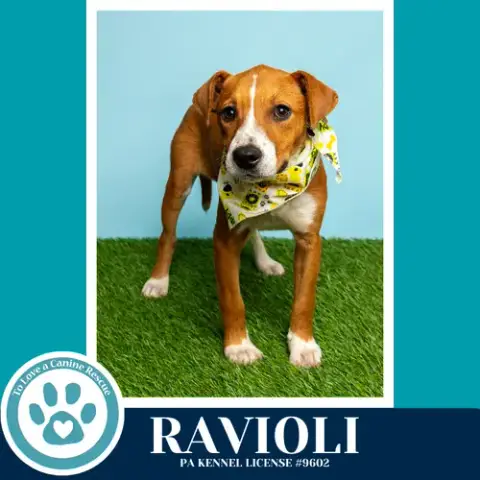 Ravioli photo 3