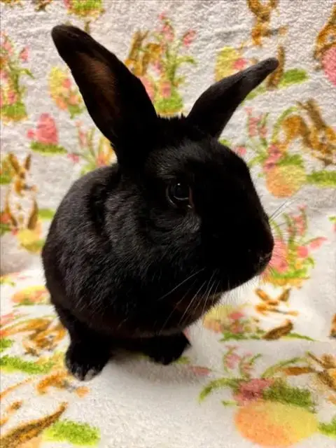 Hershey