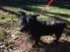 Foha Sponsorship Dogs photo 5