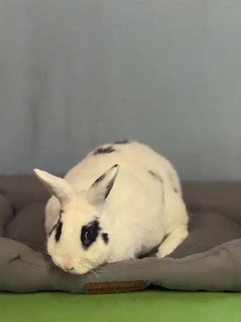 Rasputia