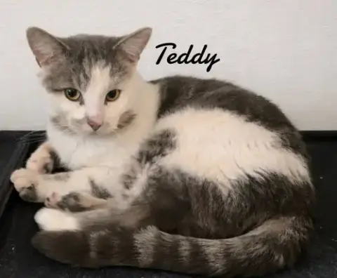 Teddy photo 2