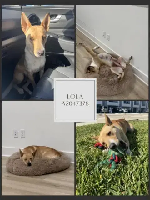 Lola