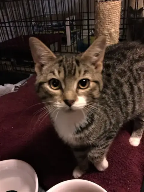 Mittens 2 photo 2