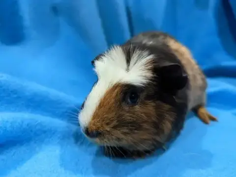 Gus Gus photo 4