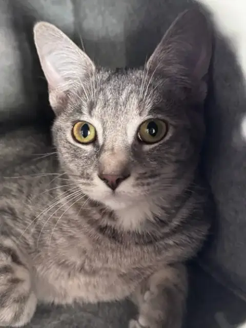 Clara-Bell