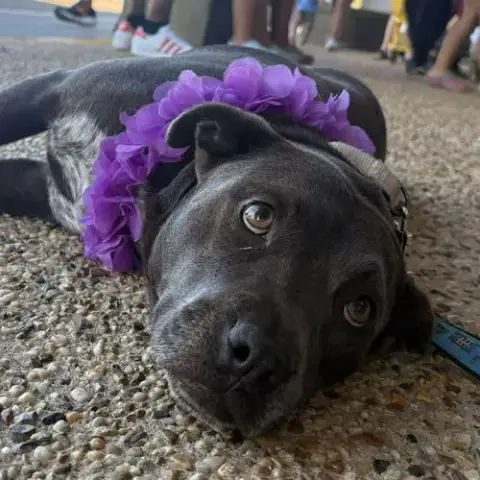 Sweetie