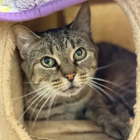 Cici
