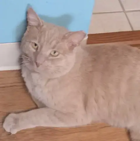 Buddy