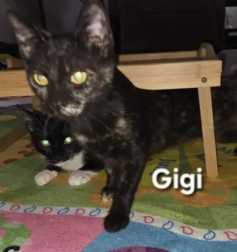 Gigi photo 2