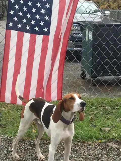 Ollie photo 4