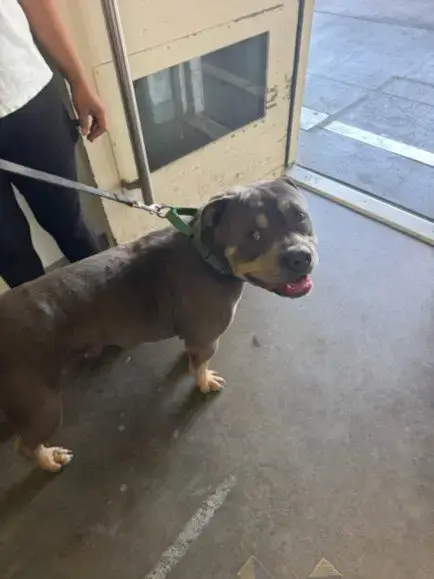 Bolo